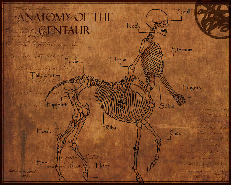 Anatomy of The Centaur by Shadowglove on DeviantArt
