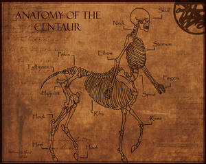 Anatomy of The Centaur