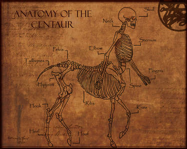 Anatomy of The Centaur