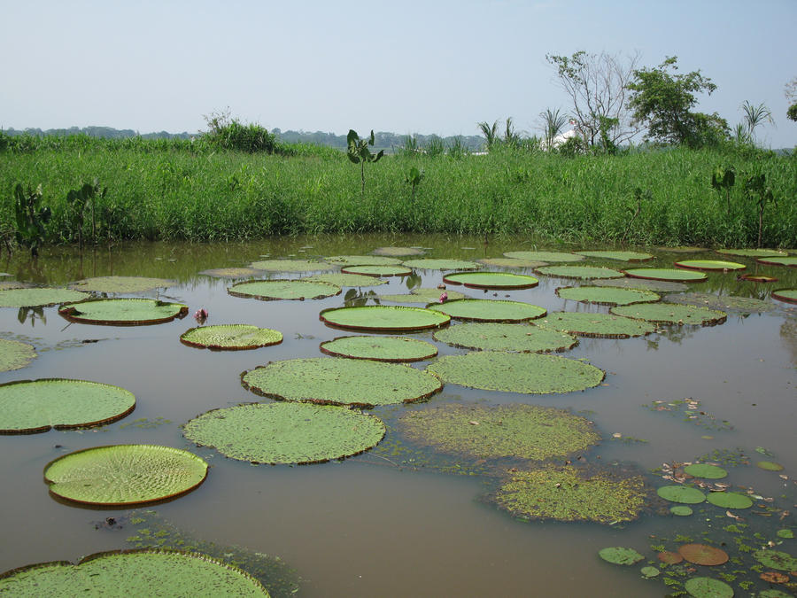 Giant Lily Pads 3