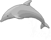 Dolphin pixels