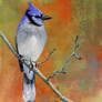 Blue Jay