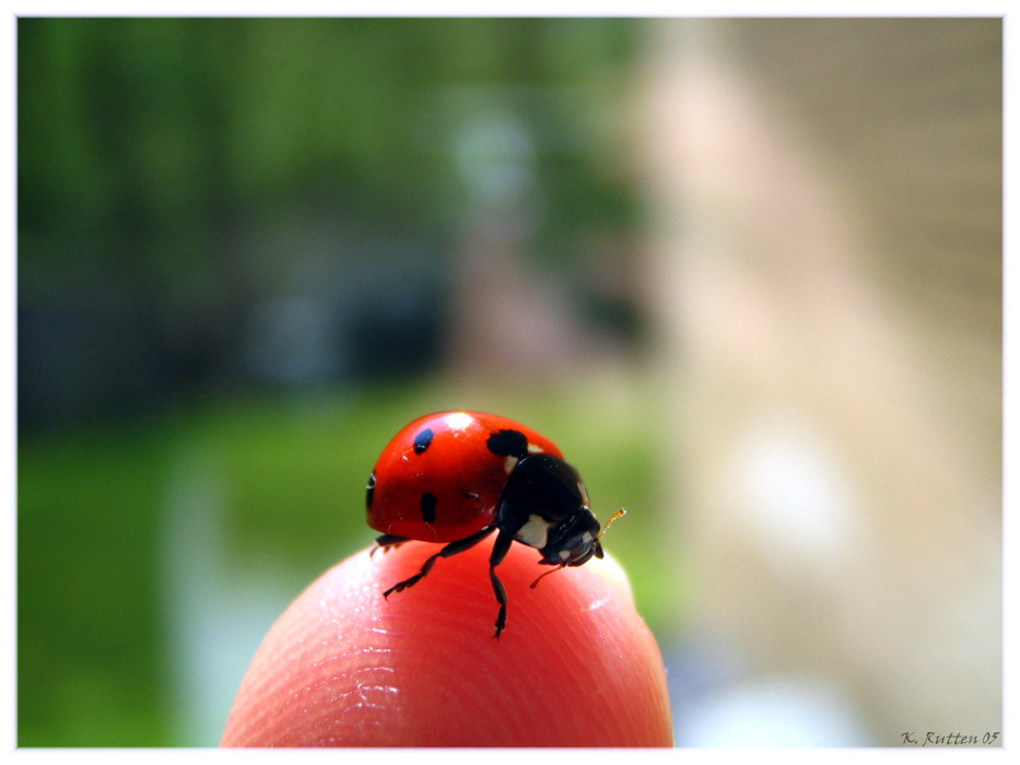 Ladybug