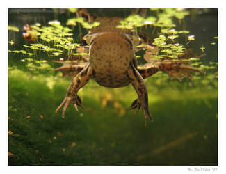 Frog from below