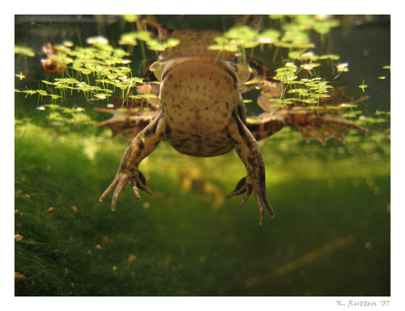 Frog from below