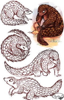 Pangolins