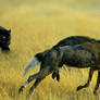 Panther Vs. African Wild Dogs