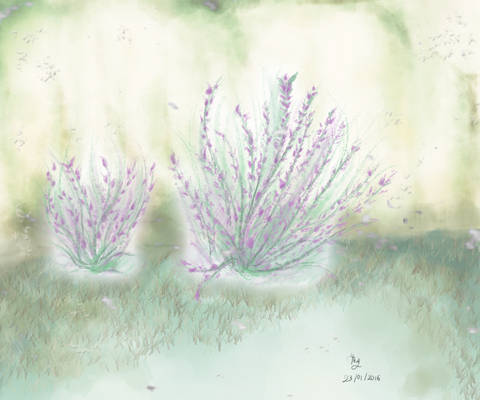 Lavender