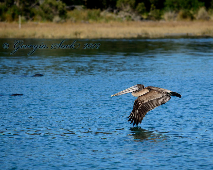 Pelican