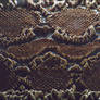 Snake SKin