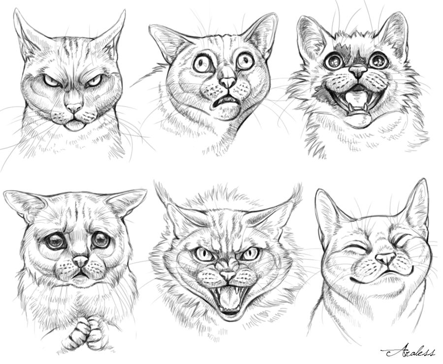 Catpressions by Araless Catpressions by Araless