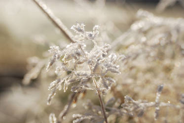 Frosty mornings