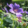 Purple flower