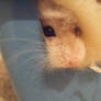 Ozzy 2