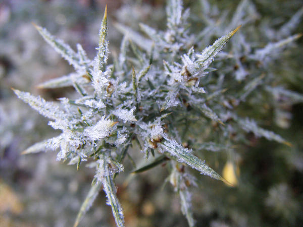 Winter Frost 2