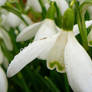 Winter Snowdrops