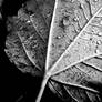 Droplets in B+W