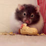 Ziggy