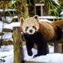 Red Panda into the snow