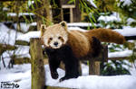 Red Panda into the snow by StudioOkamilabs