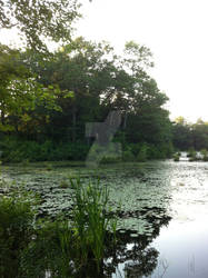 Lilypads on a Pond