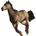 pixel warmbloody