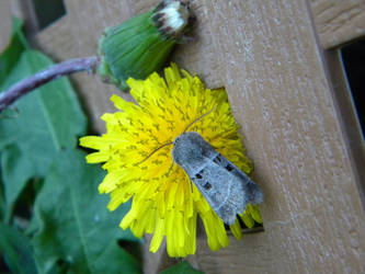 Moth on a Flower