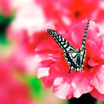 summer by JunJun510