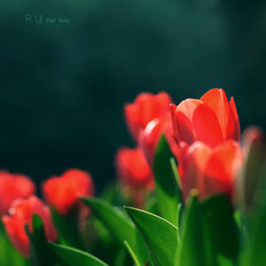 R U the one by JunJun510 R U the one by JunJun510