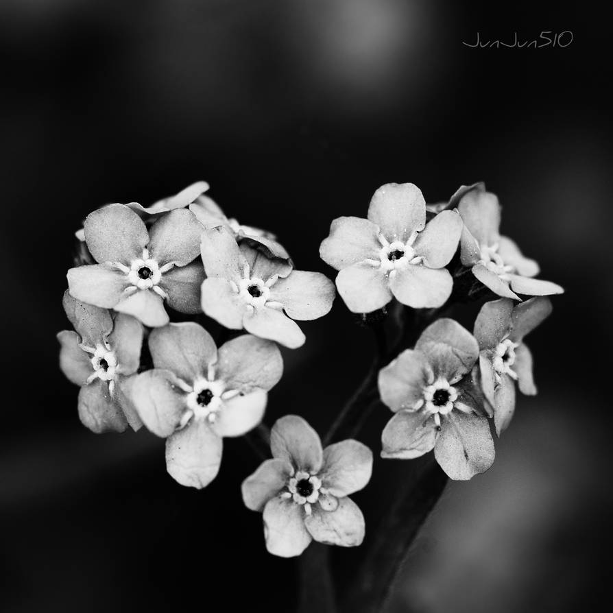 Forget me not by JunJun510