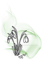 Galanthus nivalis