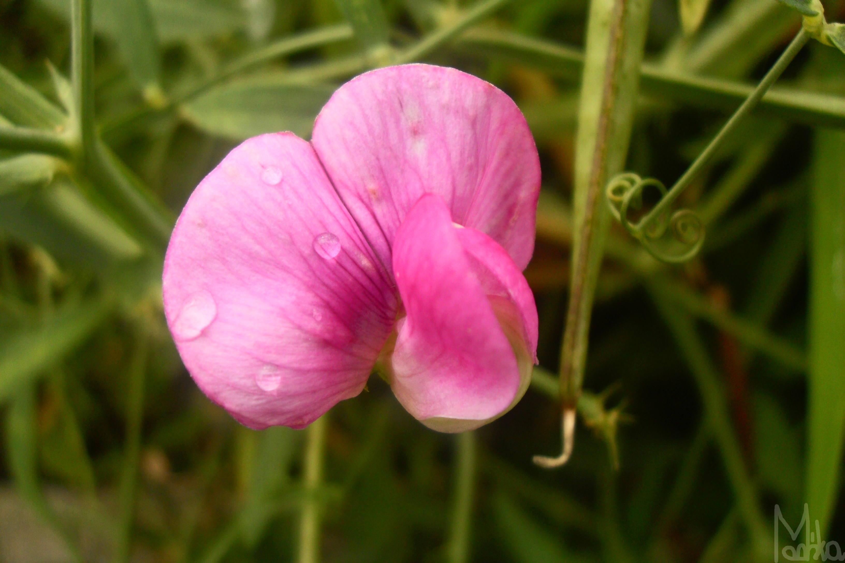 pink Dianthus flower