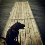 Maggie on dock blur by Yuetiger13