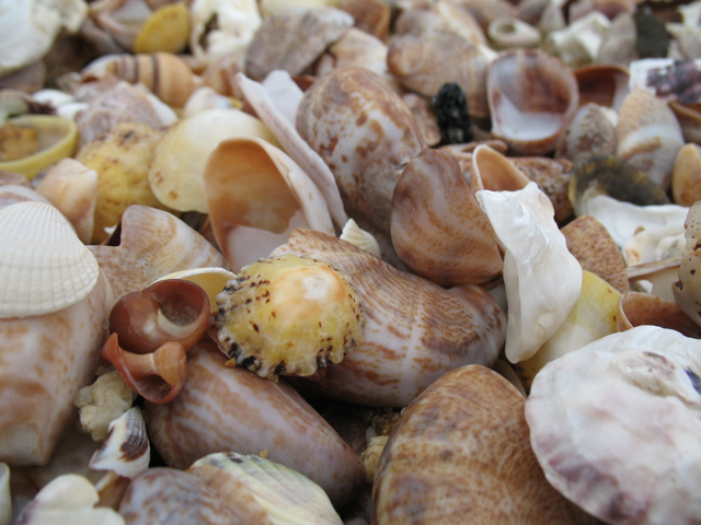 Shells