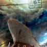 Ship Breaker