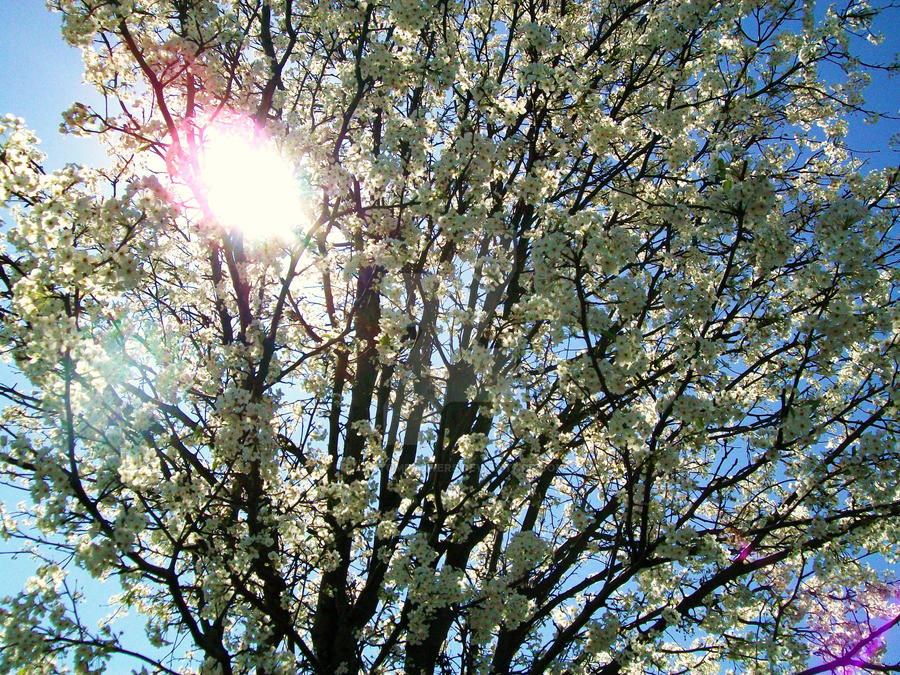 Blooming Tree 004