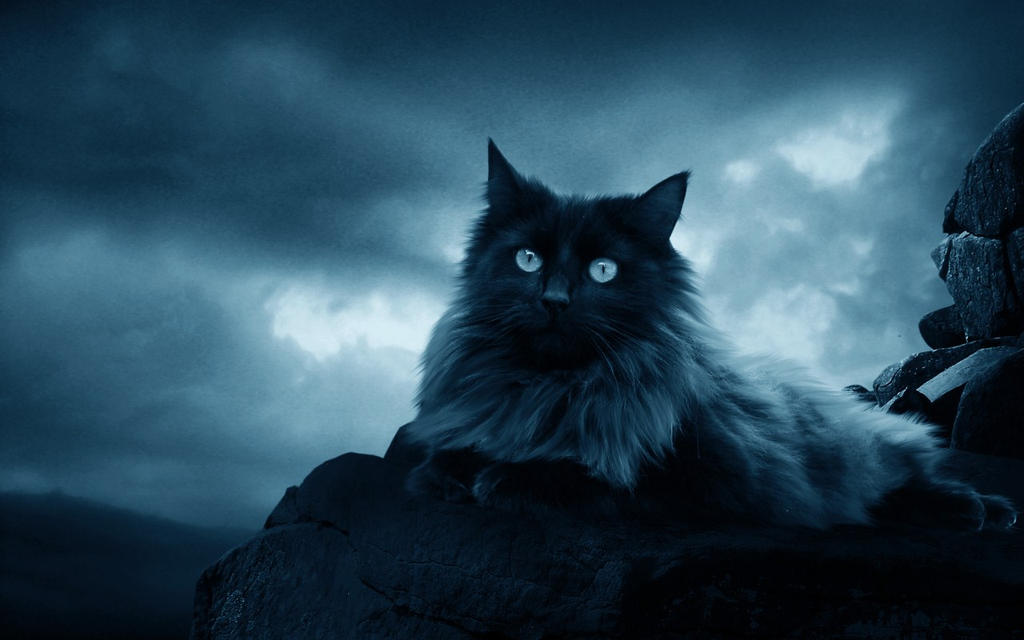 .:The Black Cat:.
