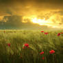 Fields of hope