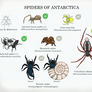 Iceless - Spiders of Antarctica