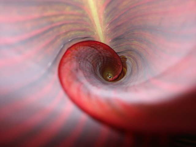 Swirl of Red