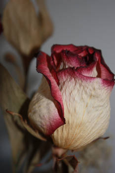 Dried Rose