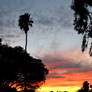 Palm Trees at Sunset