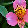 alstroemeria