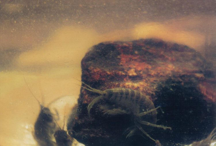 Gammarus by owlonfire on DeviantArt