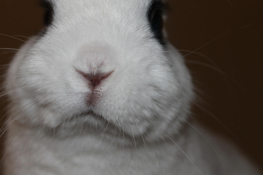 White Rabbit Cheeks The cheeks of a bunny by KnifeHunter on DeviantArt