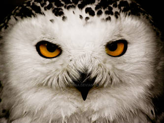 Snow white by MadeByRona