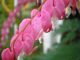 Bleeding Hearts Revived