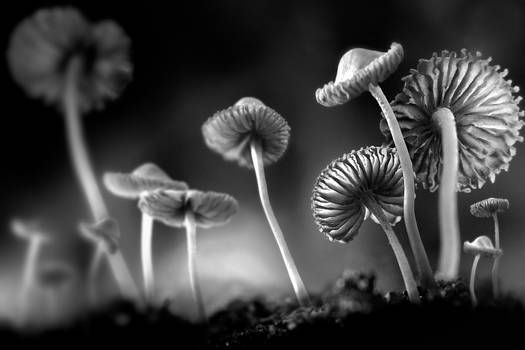 Mushroom Paradise