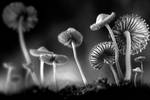 Mushroom Paradise by SAMLIM