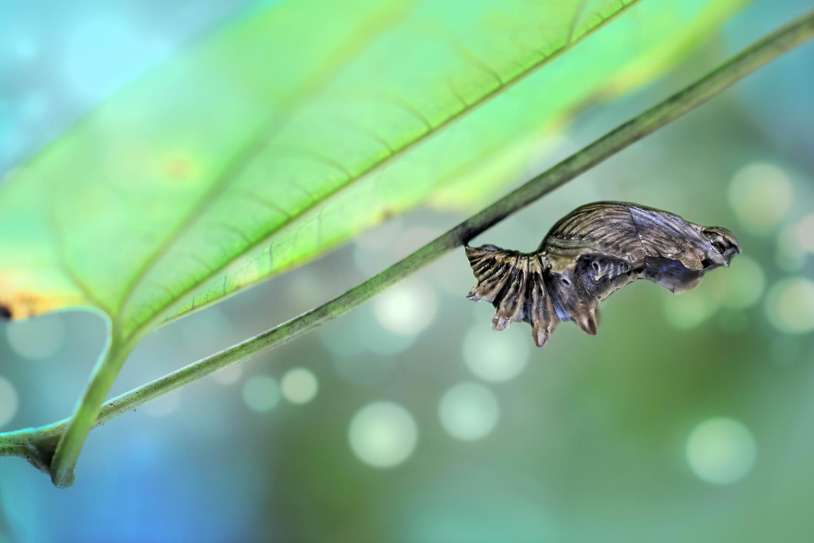 Journey Of A Butterfly